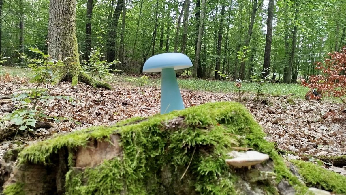 Vadszeder, high-tech fenyves és a világító XXI. századi gombafaj? – Ballada egy különös erdőjárásról (galéria)