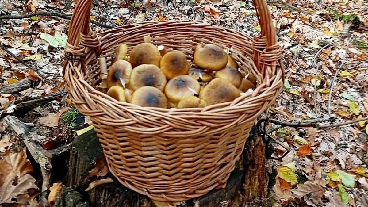 Gombák lepik el a zalai erdőket? Ezt most kosárszámra szedhetik a szerencsések!