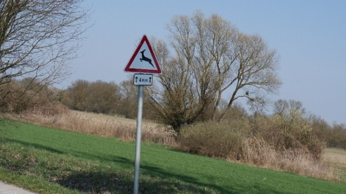 Egyszerre két szarvast ütött el egy autós Zalában – egy másik sofőr fának csapódott